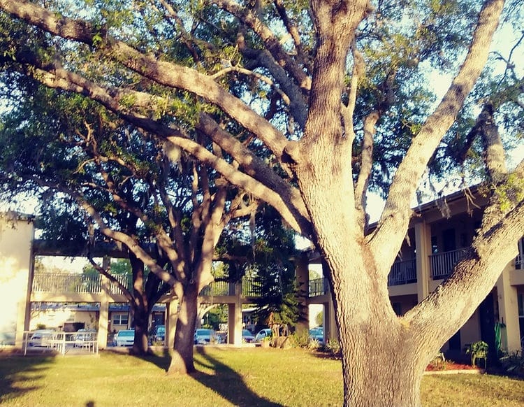 Tree and apartment